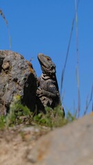 Vertical closeup of a Caucasian agama, Paralaudakia caucasia.