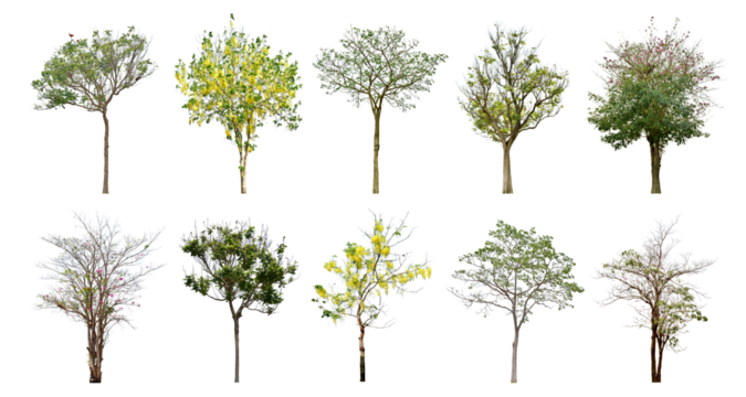 Collection Tree has green young leaves. black trunk and branches (spring). Total 10 trees. The Ratchaphruek tree is blooming bright yellow.