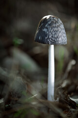 a young coprinus