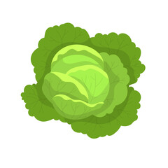 Cabbage with big bright green leaves isolated. - 542434600