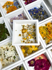 A group of various dried pressed flowers in white box. Basic material for contemporary botanical art. Plants for scrapbooking, wedding invitations, greeting cards, gift box decorations.