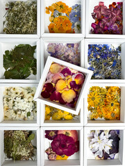 Fototapeta na wymiar A group of various dried pressed flowers in white box. Basic material for contemporary botanical art. Plants for scrapbooking, wedding invitations, greeting cards, gift box decorations.