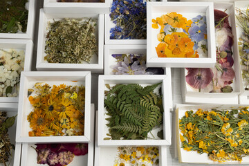 A group of various dried pressed flowers in white box. Basic material for contemporary botanical art. Plants for scrapbooking, wedding invitations, greeting cards, gift box decorations.