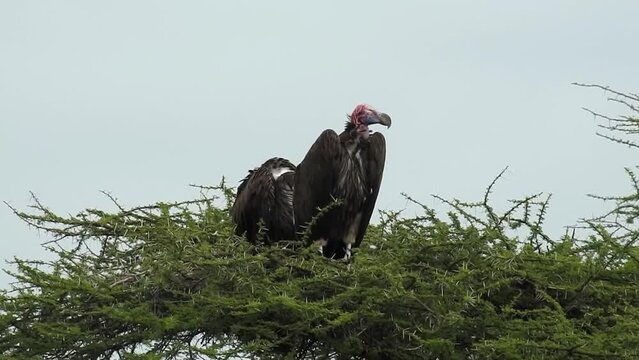 Lappet-Faced Vulture Pair on tree, Tanzania 
Lappet-Faced Vulture Pair, Serengeti National Park, Tanzania
