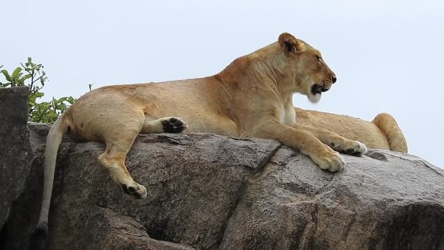 Lioness resting on a kopje top, Tanzania
Lioness resting on a kopje top, Serengeti National Park, Tanzania, 2022
