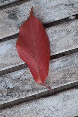 A red leaf has fallen from a tree lying on a wooden bench.