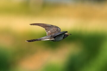 Selective shot of  common cuckoo (Cuculus canorus) known as a Lazy bird flying