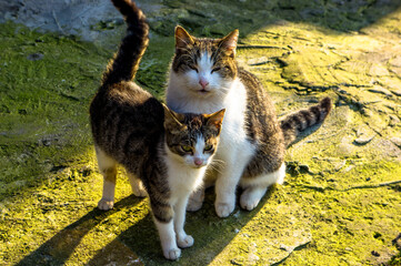 Dwa szczęśliwe kotki siedzące na podwórku, w świetle słońca © katepax