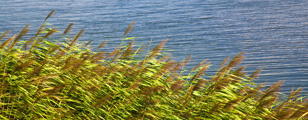 Green reeds in clear windy weather in summer, beautiful calm lakeside