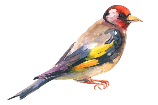 Goldfinch bird watercolor illustration. Hand drawn close up beautiful finch with black and yellow feathers.