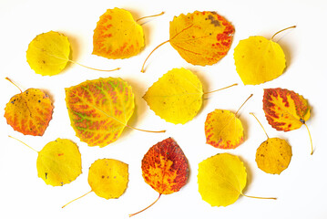 Yellow and red autumn leaves flat lay composition on a white background