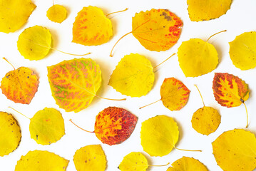 Yellow and red autumn leaves flat lay composition on a white background