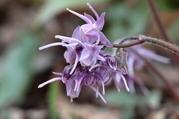 船の錨に似た花