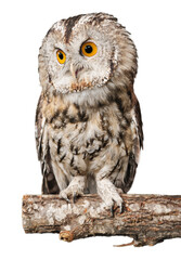 Closeup of beautiful great owl isolated on white background
