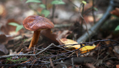 Wicker basket with edible mushrooms. Polish mushrooms. mushroom season.