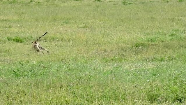 Cheetah chasing an African savanna hare, Tanzania
Slow motion shot, Serengeti National Park, Tanzania, 2022
