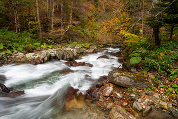 Mountain river flowing in a deep forest - 542437609
