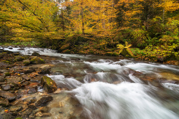 Mountain river flowing in a deep forest - 542437633