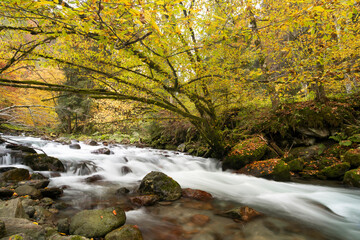 Mountain river flowing in a deep forest - 542437661