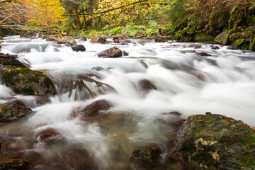 Mountain river flowing in a deep forest - 542437662