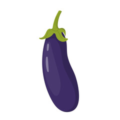 Flat eggplant vegetable illustration. - 542437824