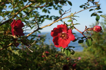 red flowers in the garden