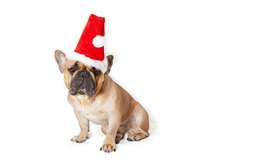 
French bulldog wearing a santa hat in front of a white background