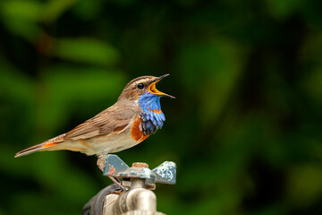 Fototapete bei efototapeten.de bestellen   