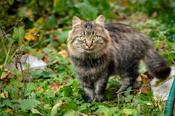 Naklejka na ściany i meble Village tabby cat close-up sitting on a garden plot