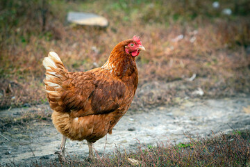 A close-up red chicken walks through the village..
