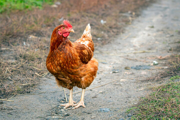 A close-up red chicken walks through the village..
