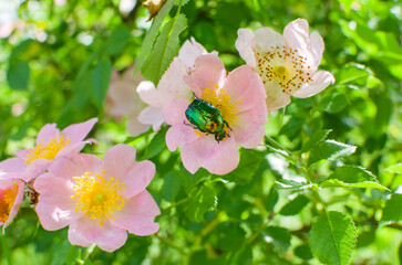 May green beetle on a wild rose flower