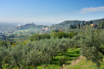 tuscan Landscape with cypress and olive trees and city of Castiglion Fiorentino in background