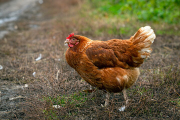 A close-up red chicken walks through the village..

