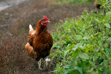A close-up red chicken walks through the village..
