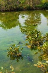 reflexo na água e os peixes pacu e seu belo lago em Bonito Campo Grande Mato Grosso do Sul, Brasil