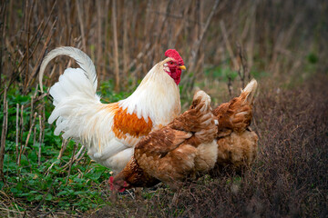 Beautiful white rooster on the background of nature. farm animal..
