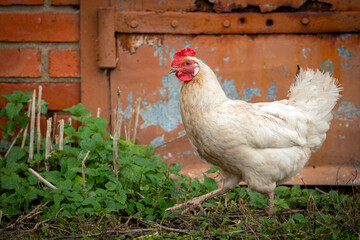 Beautiful white chicken on the background of the barn. farm animal