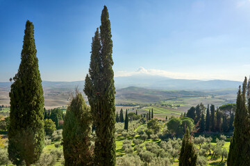 tuscan Landscape  with cypress and olive trees near City of Pienza, Tuscany, Italy