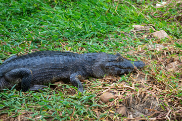 jacaré do  pantanal, mato grosso do sul, brasil