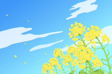 Canola flowers and blue sky