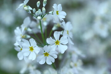 仏閣の装飾九輪に似た花