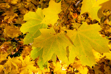 Background from autumn fallen leaves yellow and orange foliage fall to the ground. view from above.
