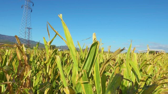 clear blue sky, cornfields and close-up corncobs