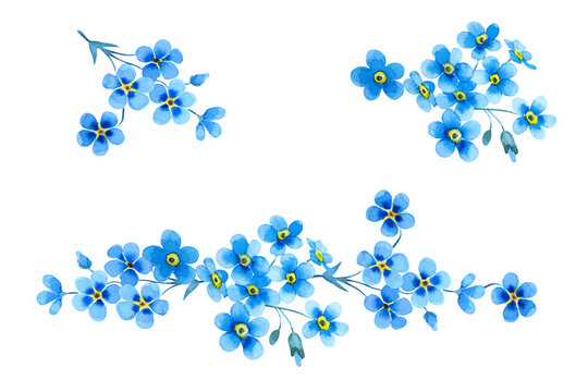 Set of beautiful blue forget-me-not flowers. Delicate floral branches and leaves isolated on white background. Hand drawn watercolor.