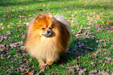 Pomeranian walks in the park. Close-up