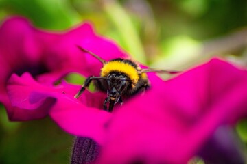 Closeup of a buff-tailed bumblebee pollinating on pink surfinia flowerhead