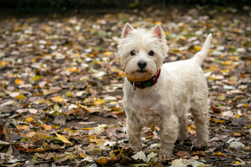 West Highland White Terrier, Vesti. Close-up on the background of fallen leaves