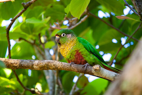 Tiriba de testa vermelha em Campos do Jord&atilde;o.
