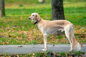 Obraz na płótnie Canvas Russian greyhound is a Russian breed of hunting dogs. Close-up on the background of the autumn park. 